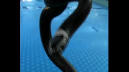 Snake Stuck In Pool