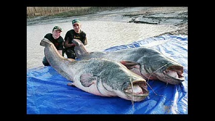 - - - - най - - големите риби в света