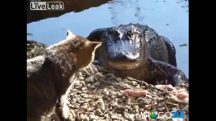 Котка се бие с крокодил ( смях )