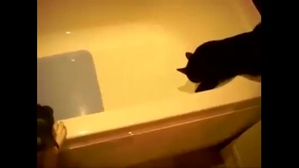 Куче бута котка във вана