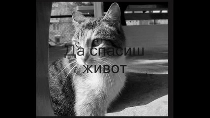 Котките В България