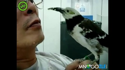 Храни птица с уста