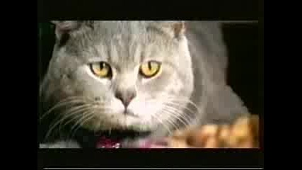Смешна Реклама На Храна За Котки