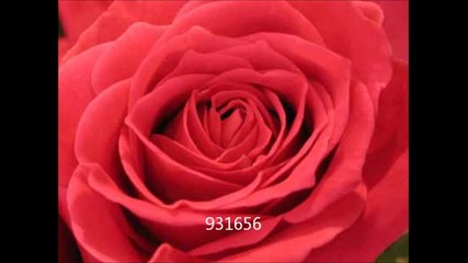 Sting - Desert Rose (с линк за сваляне)