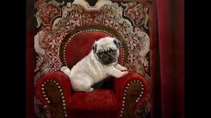 Sueеllen Ross (dog)