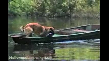 Куче гребе с лодка за да всеме фризби - смях 