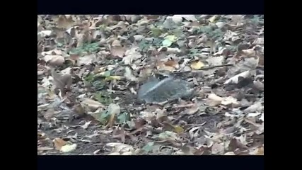 Побъркана катерица.. 