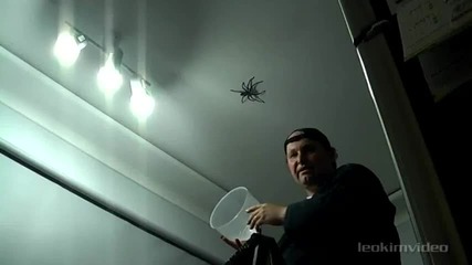 Big Spider Attacks Daddy