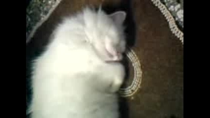 roko