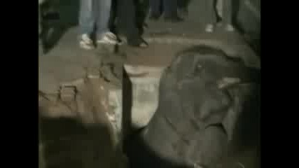Слонче заклекещено в шахта