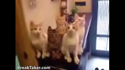 Hypnotized Cats