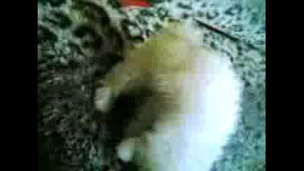 Кученце