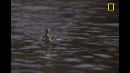 Бягащ по вода гущер