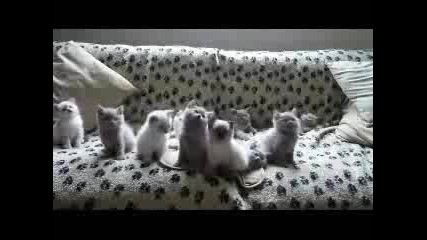 Много Сладки Котенца Танцуват По Такта На Песента