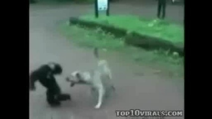 monkey vs dog