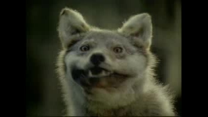 Wolf - Реклама