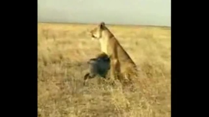прасе атакува лъв 
