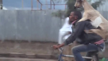 Goat riding a Man riding a bike..its as simple as that!
