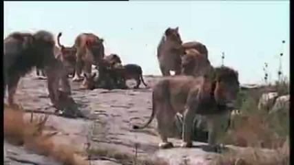 Дивата Природа - Лъвчета срещу кобра и слонове