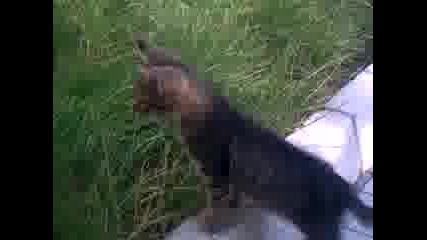 kote