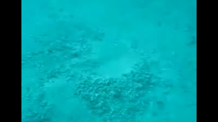 Невероятно морско създание