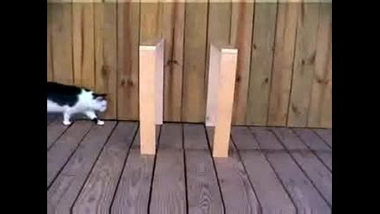 Невидимата котка 