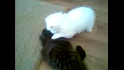 две  сладки  котенца  се  боричкат