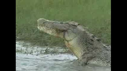 Gigantski Krokodil Qade Kostenurka