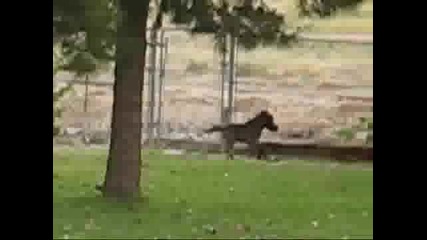 Miniature Horse Running at 4 days old, Full of Himself!!