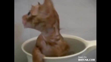 Коте Се Къпе В Чаша 