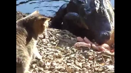 Котка срещу алигатор