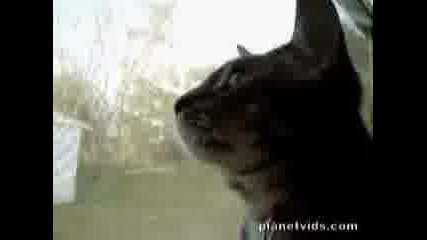 Barking Cat