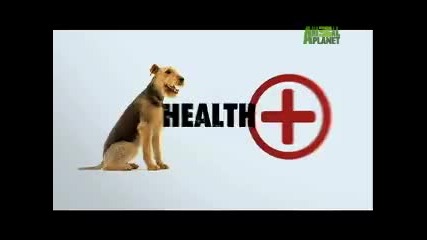 Dogs 101 - Airedale Terrier