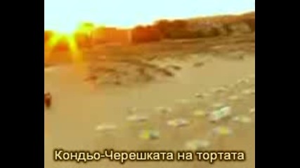 Кондьо - Черешката на тортата [smartphone]