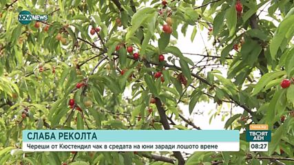 Закъснява узряването на кюстендилските череши
