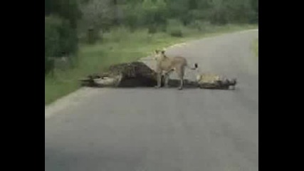Лъвове Убиват Жираф На Пътя!!!