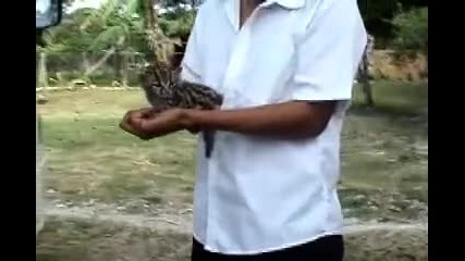 Baby Jaguar