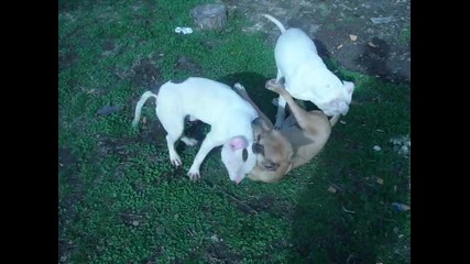Pitbuli na 5 meseca