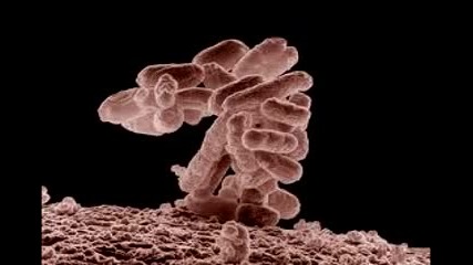 Интересни факти за бактериите