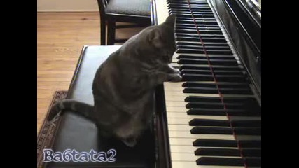 Коте Пианист