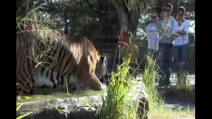 Big Cat Halloween 