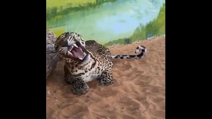 predator