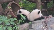 Прегръдки и целувки: Две панди се наслаждават на приятелството си (ВИДЕО)