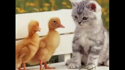 Beautiful animals