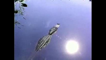Alligators In The Desert