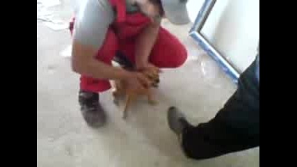 krokodil s plastichna operaciq 2