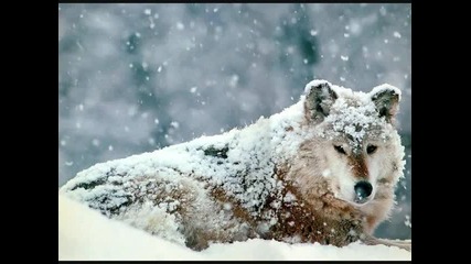 Белый орел - Одинокая волчица