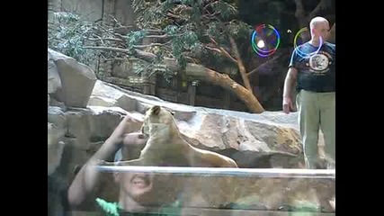Лъв напада човек в зоопарк 