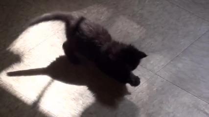Коте се бие със сянката си!