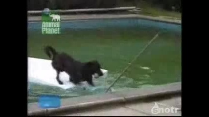 Куче гений